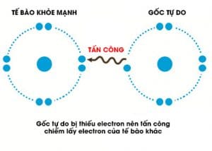 Tìm Hiểu Về Chất Chống Oxy Hóa 1 oxy 2