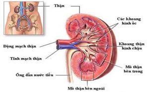 Nguy Cơ Sức Khỏe Của Thận Hư, Thận Yếu 1 Cấu tạo và vị trí của thận