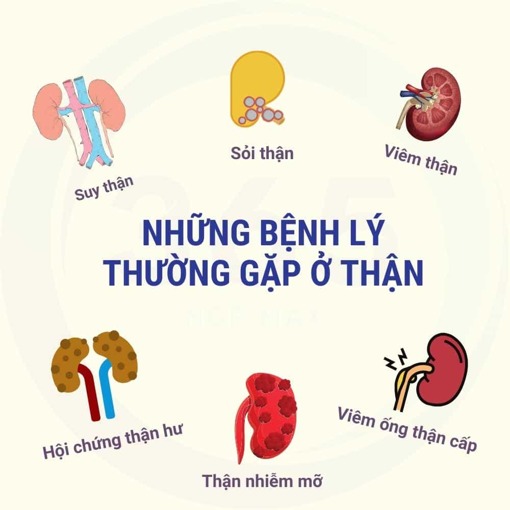 Các bệnh lý về thận bạn nên biết 2 Các bệnh lý về thận hay gặp