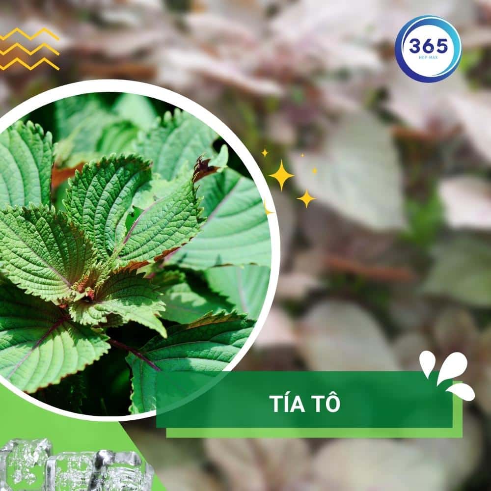 Các loại rau thơm có tác dụng chữa bệnh cực tốt 2 Tía tô là loại rau thơm thường được sử dụng để ăn khi bị cảm