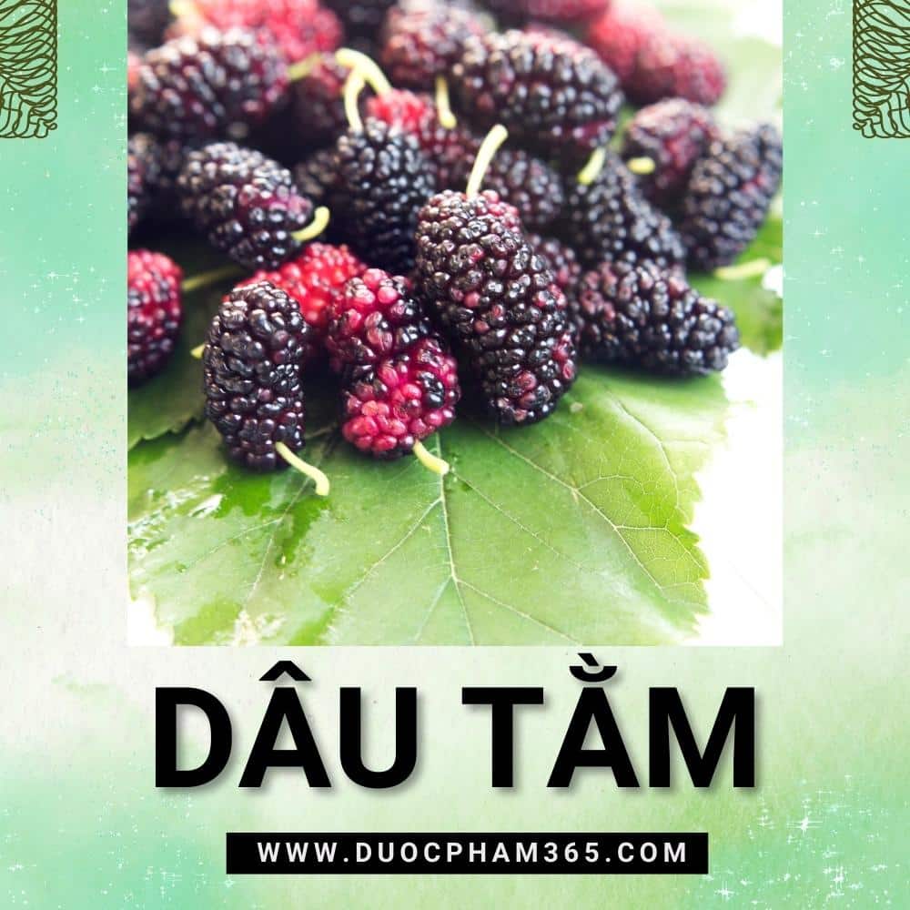 Dâu tằm: thứ quả dân dã giúp làm đẹp da, chữa tóc bạc sớm 1 Quả dâu tằm