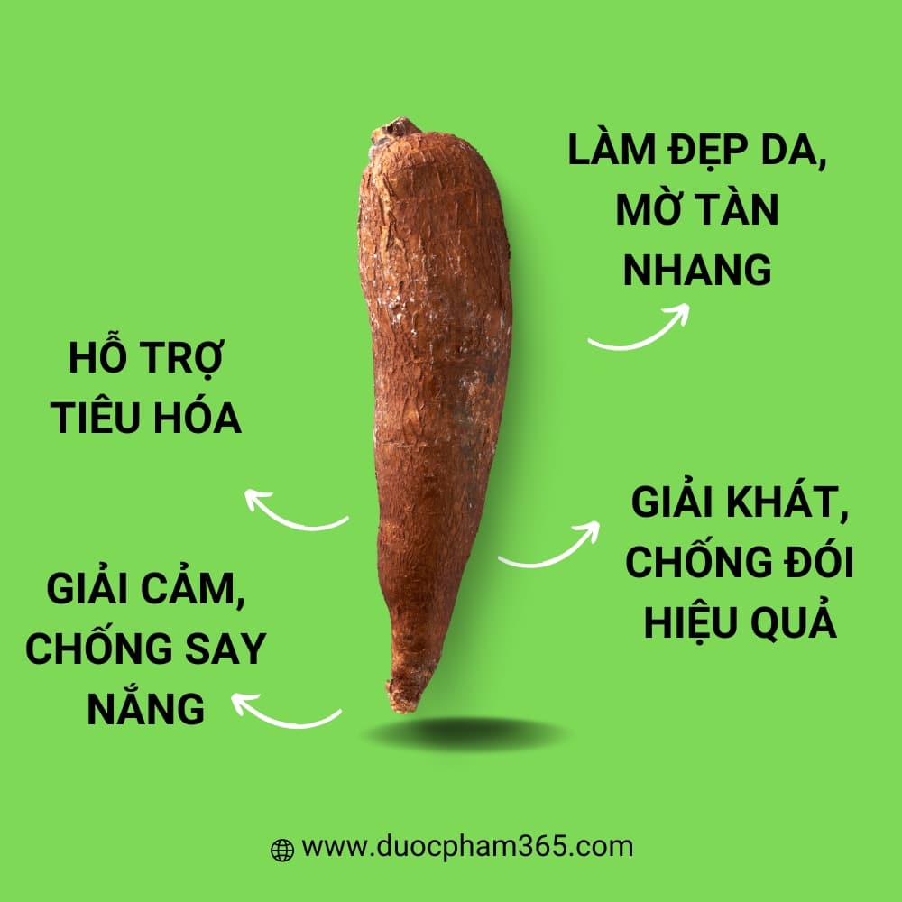Công dụng của củ sắn dây 2 Sắn dây có rất nhiều công dụng tốt