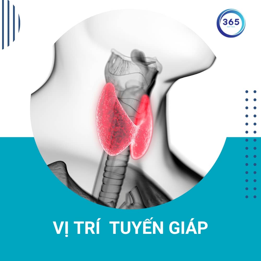 vi tri tuyen giap