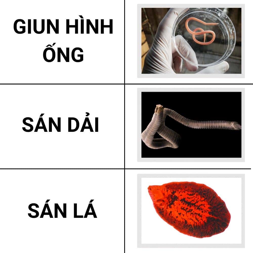 Các loại ký sinh trùng phổ biến