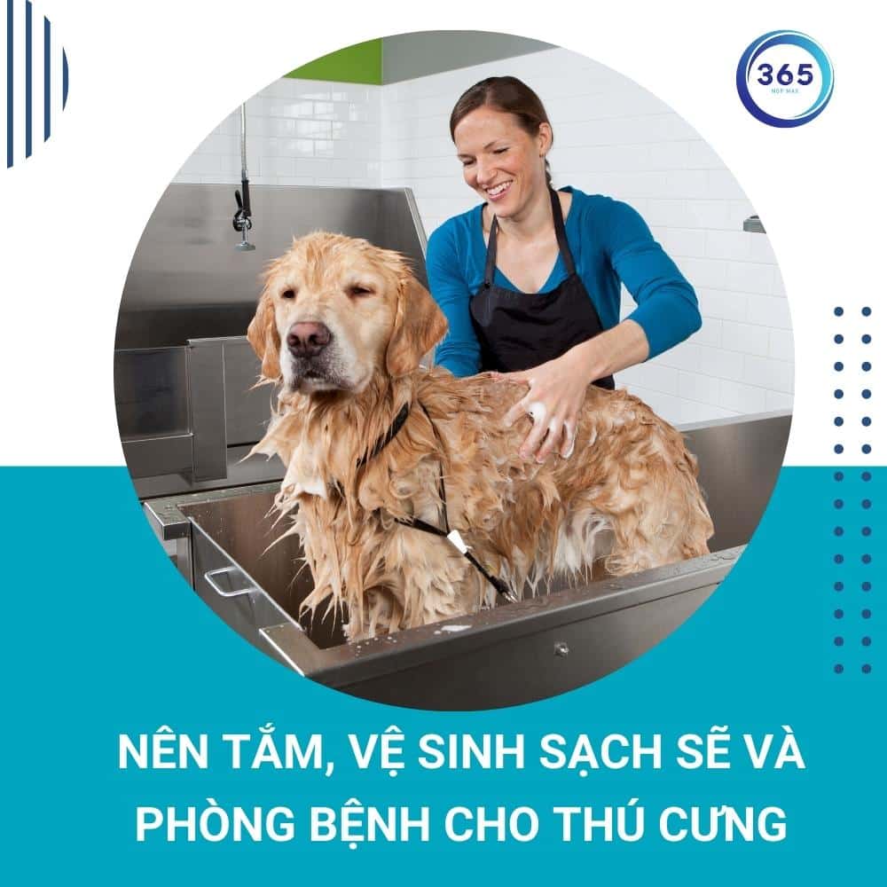 nen tam ve sinh cho thu cung