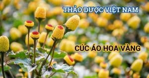 anh bia cuc ao hoa vang