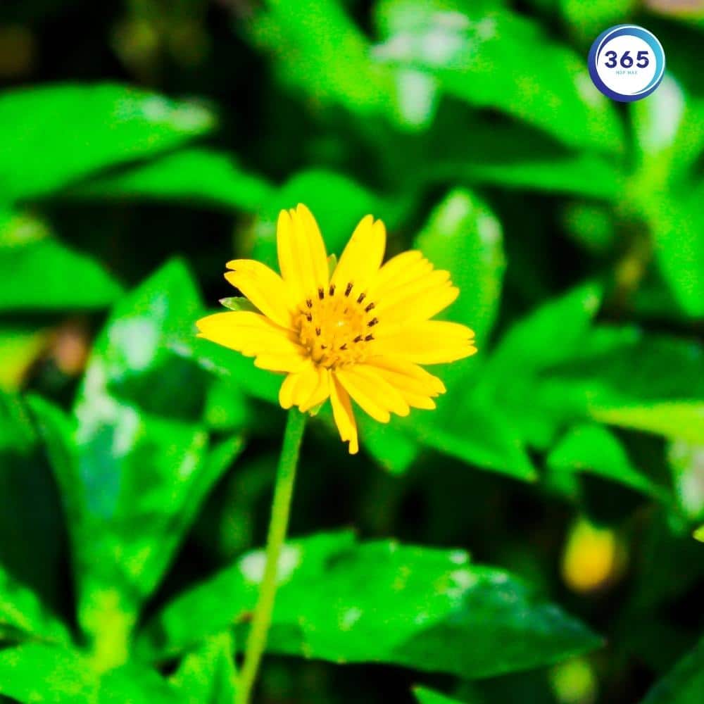 cay cuc ao hoa vang 2