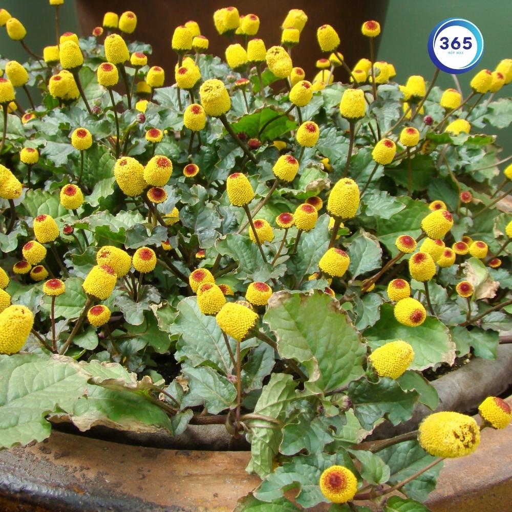 cay cuc ao hoa vang 3