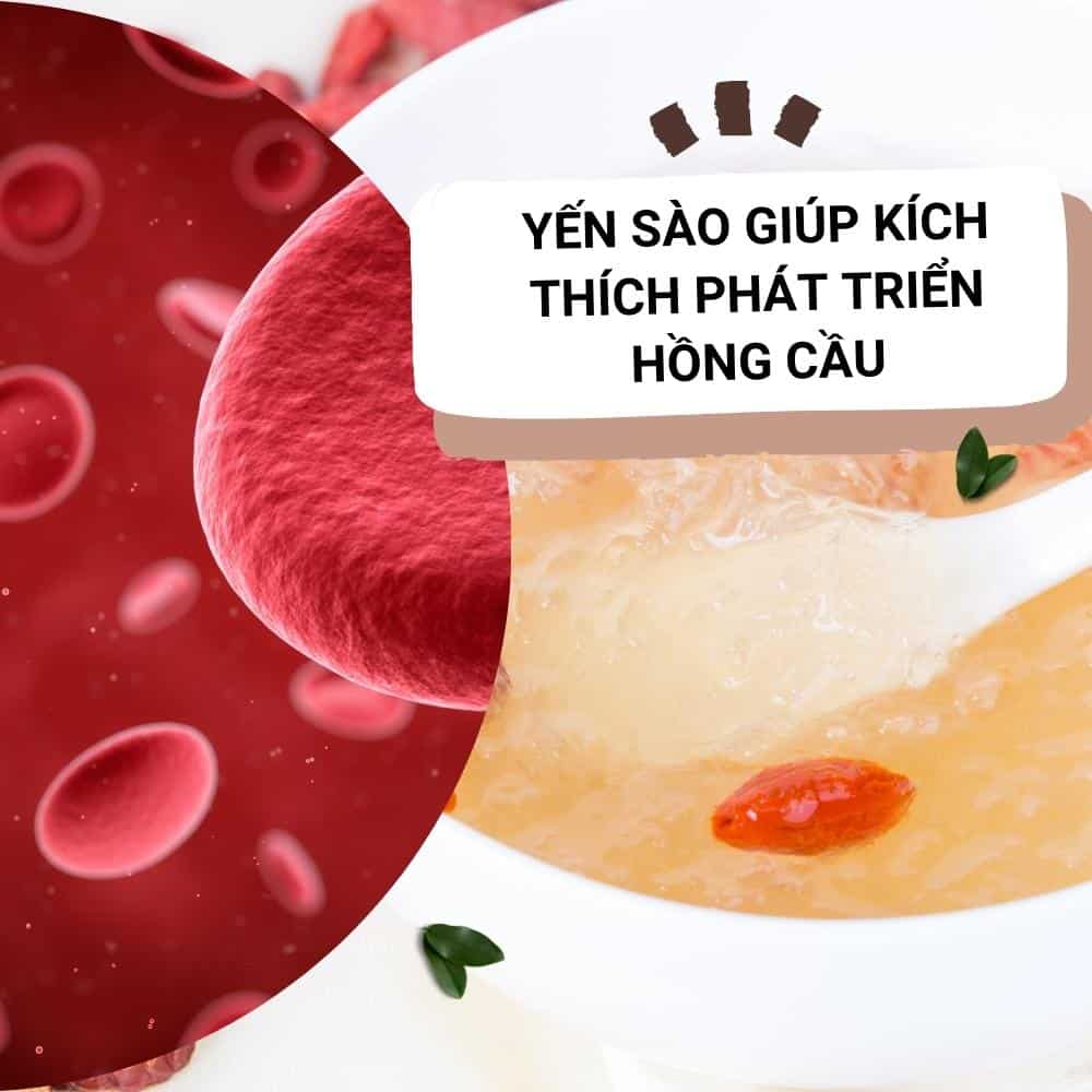 Yến sào có tác dụng gì? 2 yen sao giup kich thich phat trien hong cau