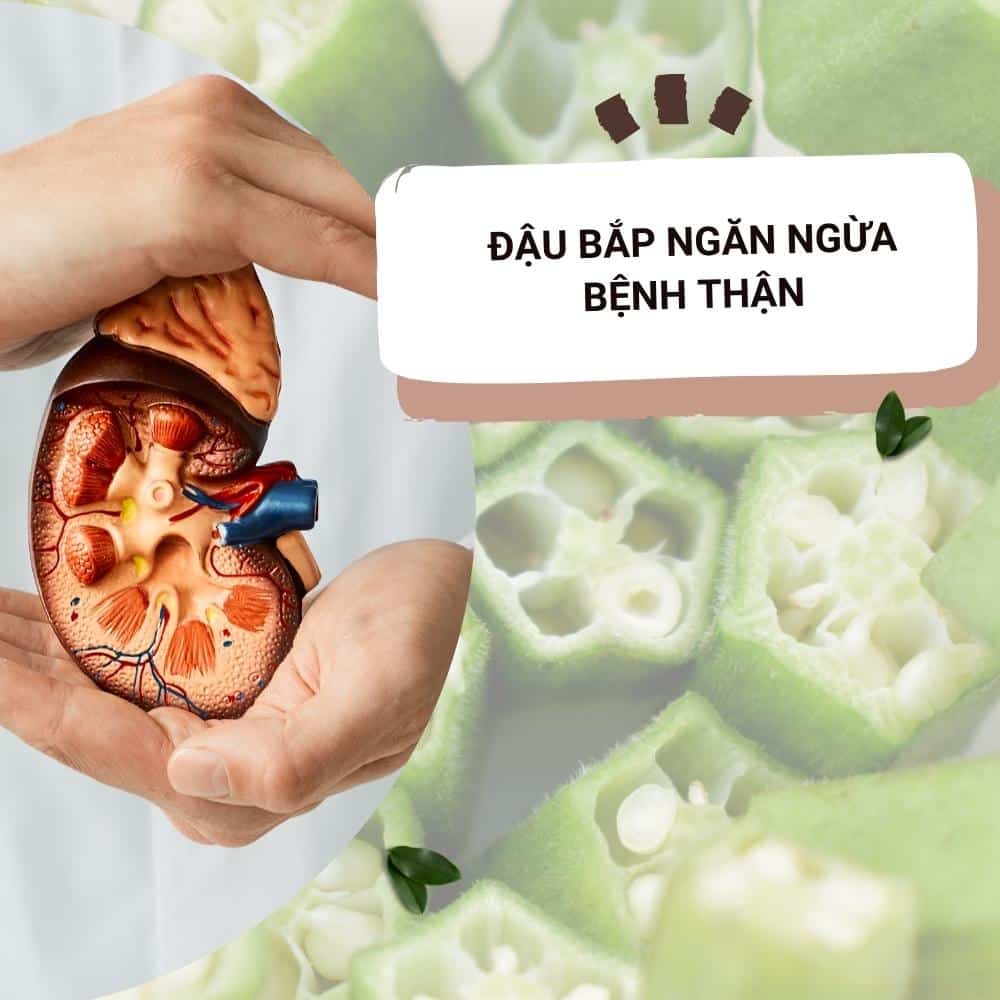 Tác dụng chữa bệnh của quả đậu bắp 5 dau bap ngan ngua benh than