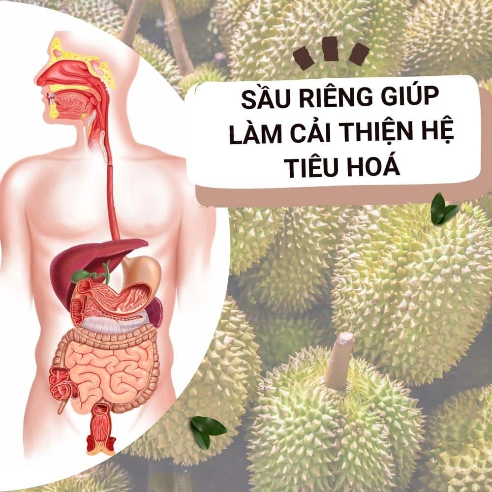 sau rieng cai thien he tieu hoa