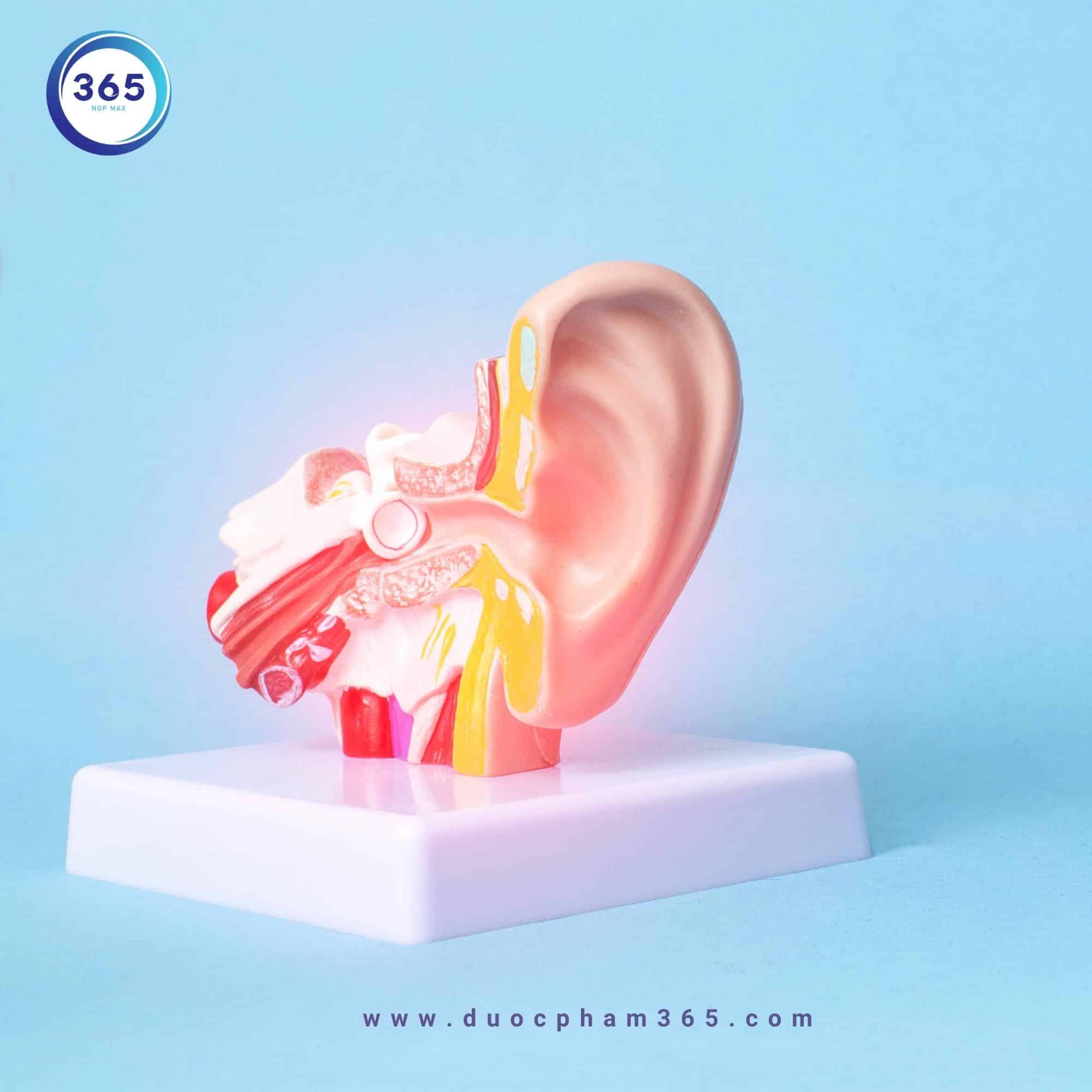 Cấu trúc tai của trẻ chưa hoàn chỉnh